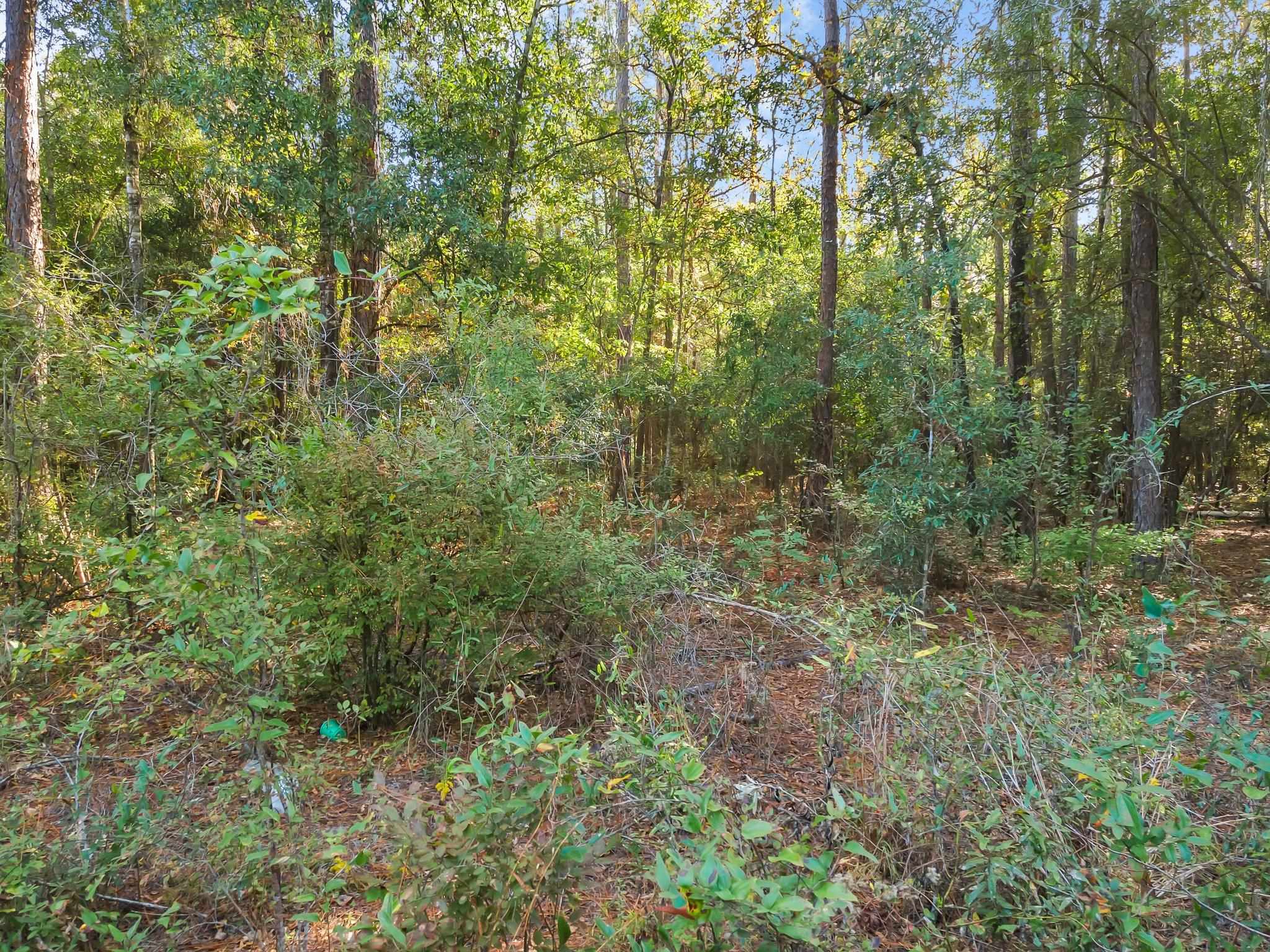 0 Wild Berry,TALLAHASSEE,Florida 32305,Lots and land,Wild Berry,365016