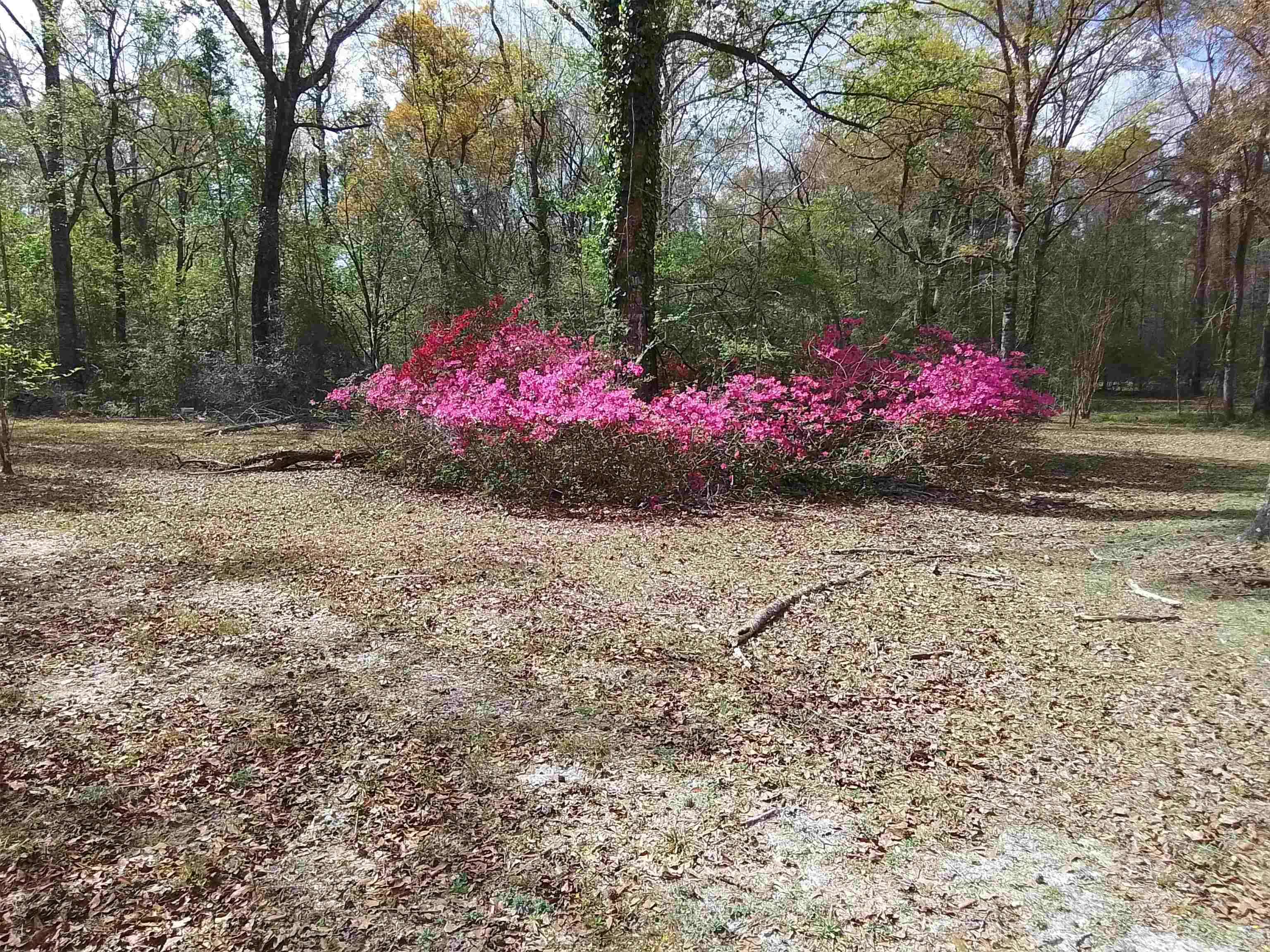 246 Northwood Road,CRAWFORDVILLE,Florida 32327,3 Bedrooms Bedrooms,2 BathroomsBathrooms,Manuf/mobile home,246 Northwood Road,369848