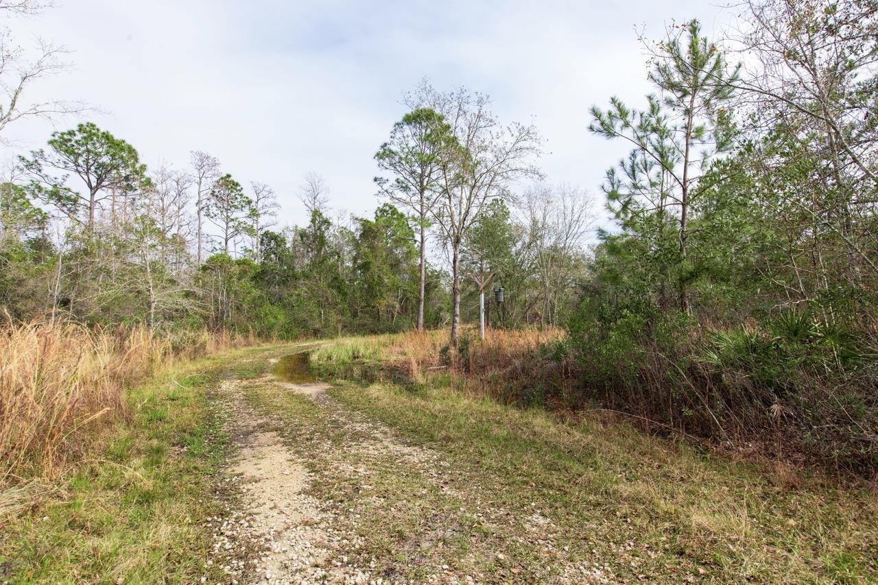 561 SW Wacissa Terrace,GREENVILLE,Florida 32331,3 Bedrooms Bedrooms,2 BathroomsBathrooms,Detached single family,561 SW Wacissa Terrace,367493