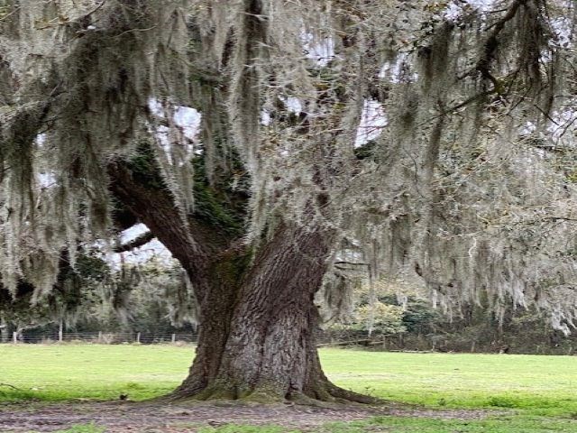 1599 Wright Road,PERRY,Florida 32347,3 Bedrooms Bedrooms,2 BathroomsBathrooms,Detached single family,1599 Wright Road,363359