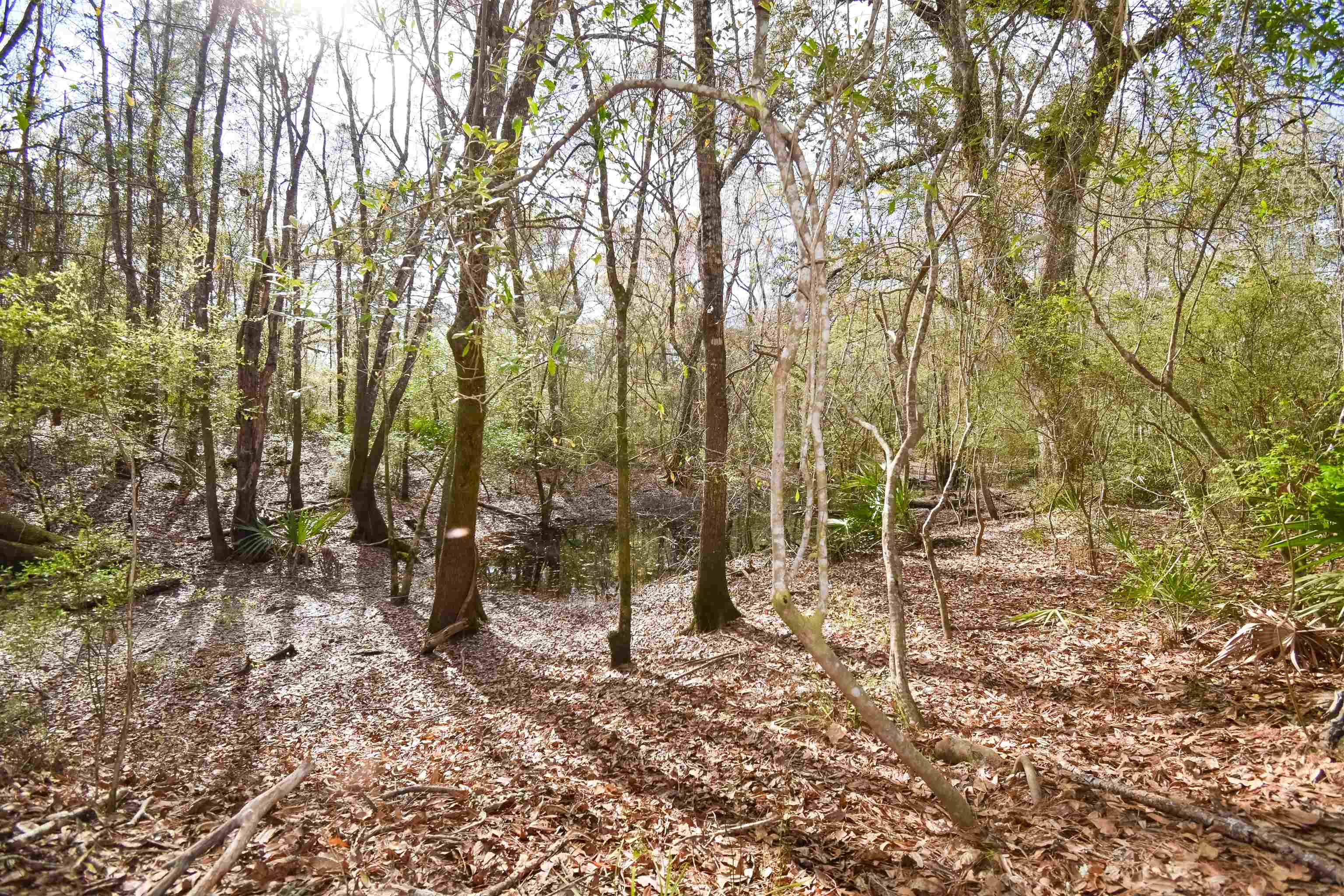 4833 Crooked Road,TALLAHASSEE,Florida 32310,1 Bedroom Bedrooms,1 BathroomBathrooms,Detached single family,4833 Crooked Road,369500